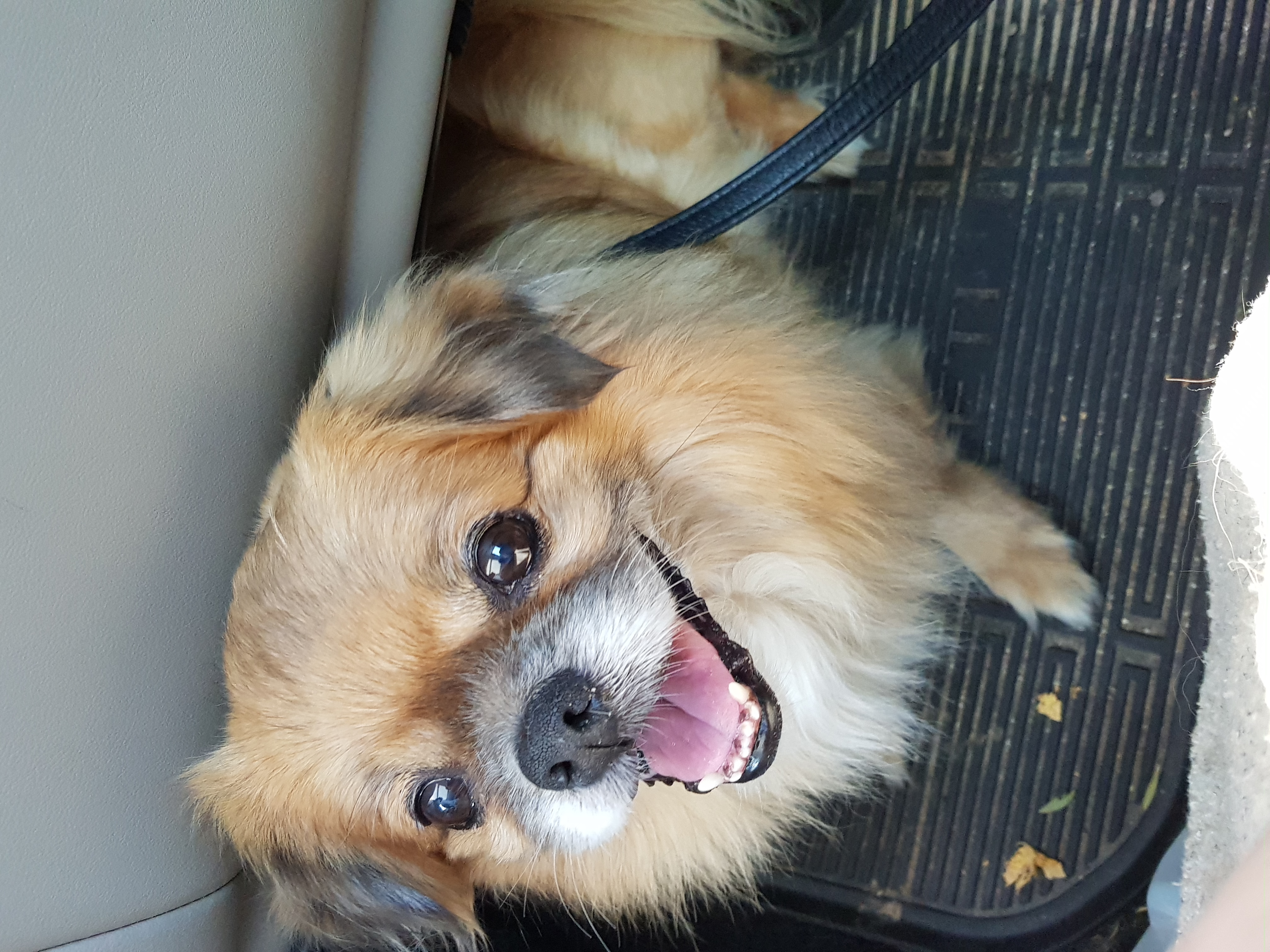 my dog :)